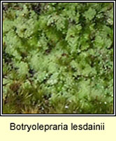 Botryolepraria lesdainii