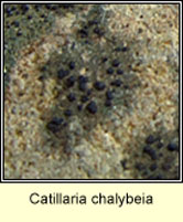 Catillaria chalybeia