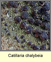 Catillaria chalybeia