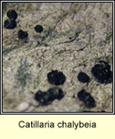 Catillaria chalybeia