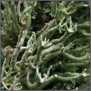 Cladonia polydactyla