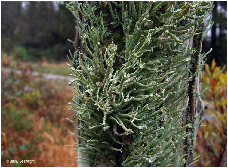 Cladonia polydactyla