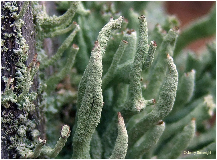 Cladonia polydactyla