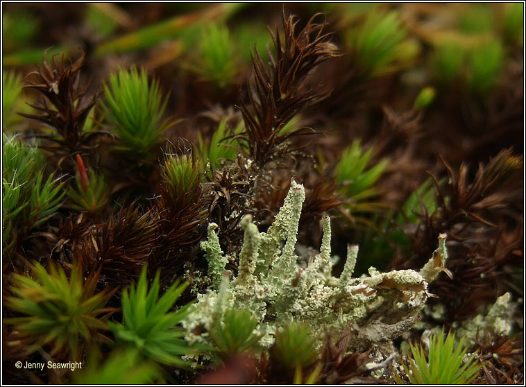 Cladonia polydactyla