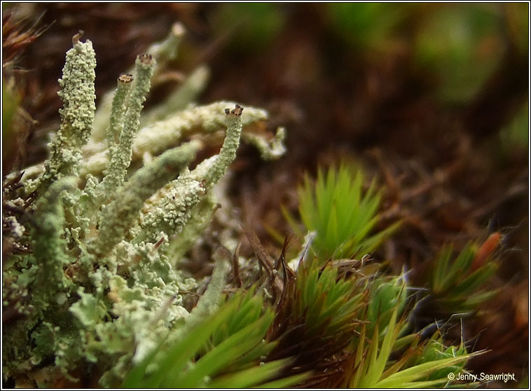 Cladonia polydactyla