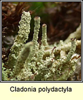 Cladonia polydactyla