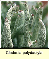 Cladonia polydactyla