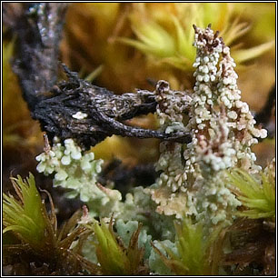 Cladonia squamosa ssp subsquamosa