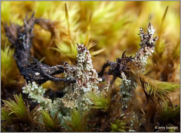 Cladonia squamosa ssp subsquamosa