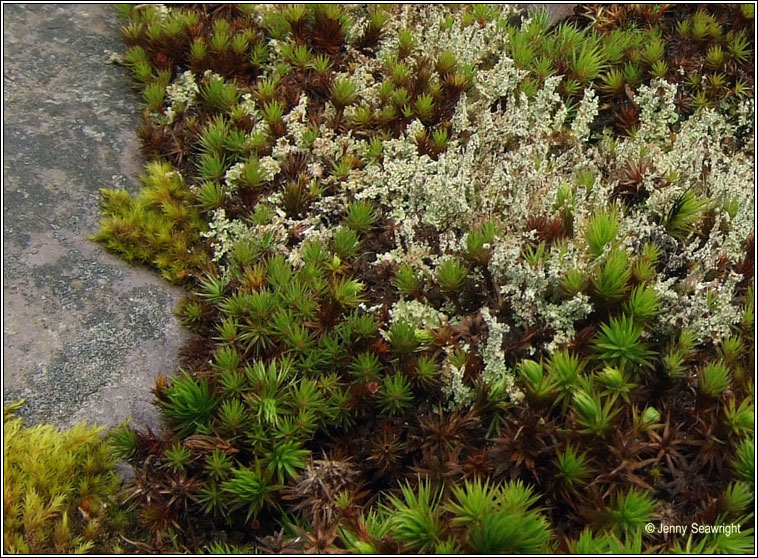 Cladonia squamosa ssp subsquamosa