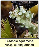 Cladonia squamosa ssp subsquamosa