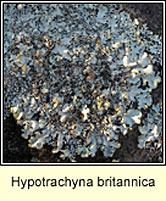 Hypotrachyna britannica