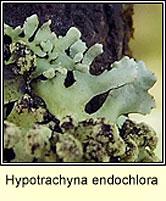 Hypotrachyna endochlora