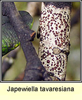 Japewiella tavaresiana