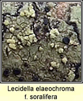 Lecidella elaeochroma f soralifera