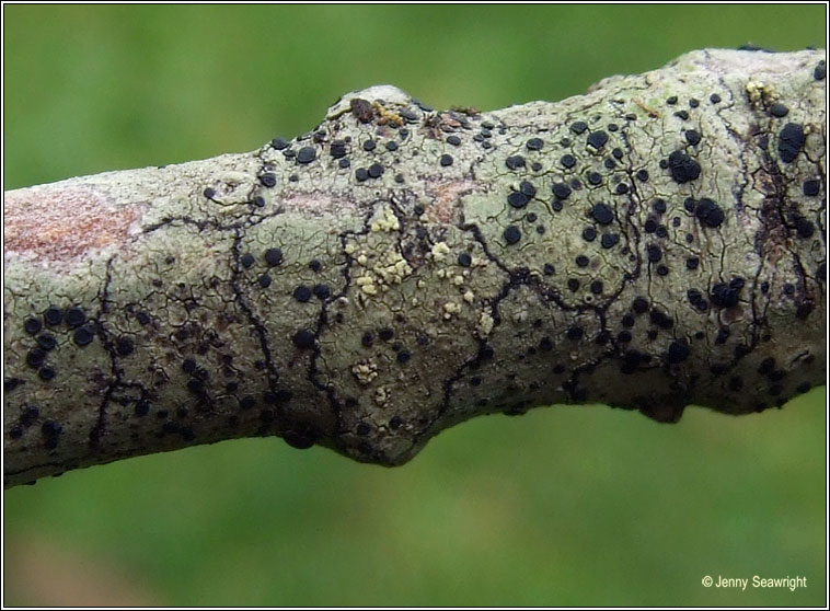 Lecidella elaeochroma f soralifera