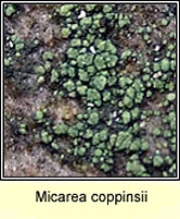 Micarea coppinsii