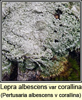 Pertusaria albescens var corallina