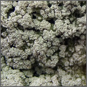 Pertusaria albescens var corallina