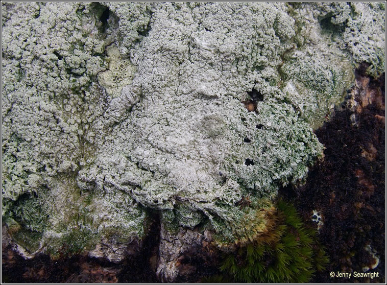 Pertusaria albescens var corallina