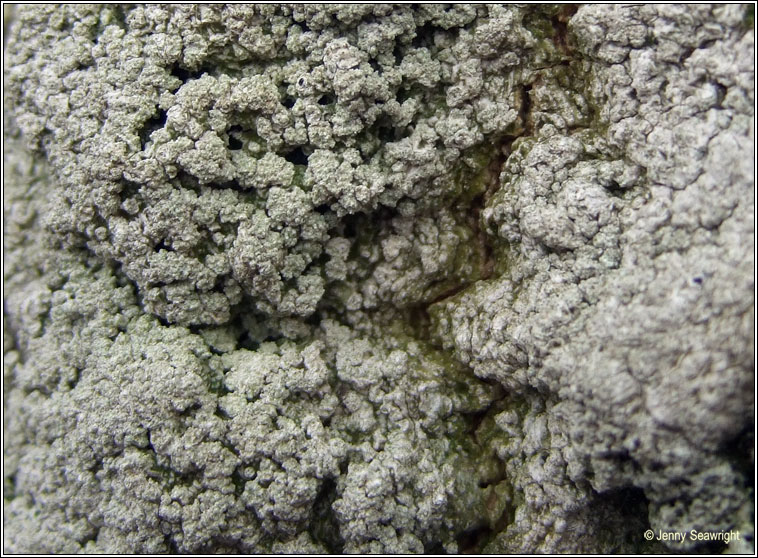 Pertusaria albescens var corallina