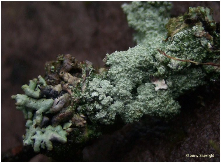 Pertusaria albescens var corallina