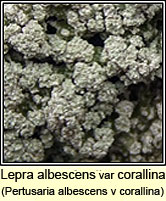 Lepra albescens var corallina, Pertusaria albescens var corallina