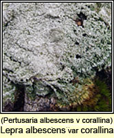 Lepra albescens var corallina, Pertusaria albescens var corallina