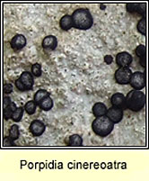 Porpidia cinereoatra