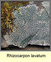 Rhizocarpon lavatum