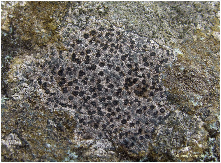 Rhizocarpon lavatum