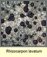 Rhizocarpon lavatum