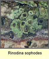 Rinodina sophodes