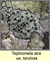 Tephromela atra var torulosa