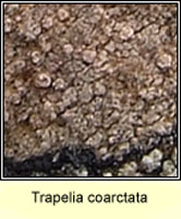 Trapelia coarctata