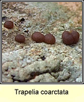Trapelia coarctata