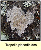 Trapelia placodioides