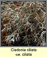 Cladonia ciliata