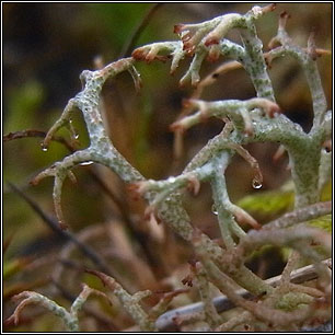 Cladonia ciliata var ciliata