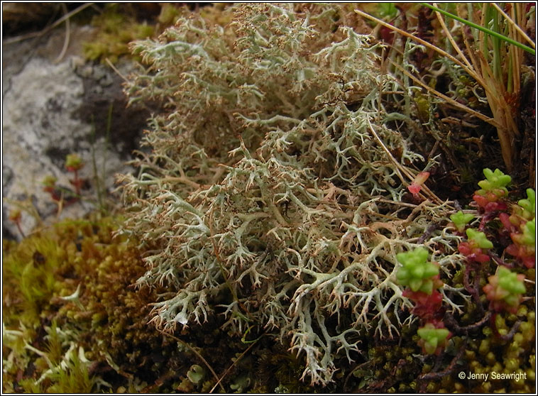 Cladonia ciliata var ciliata