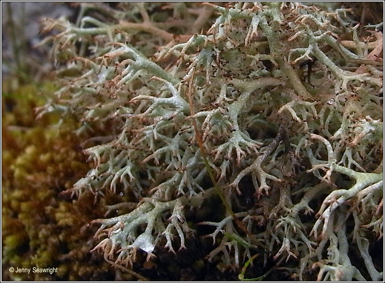 Cladonia ciliata var ciliata