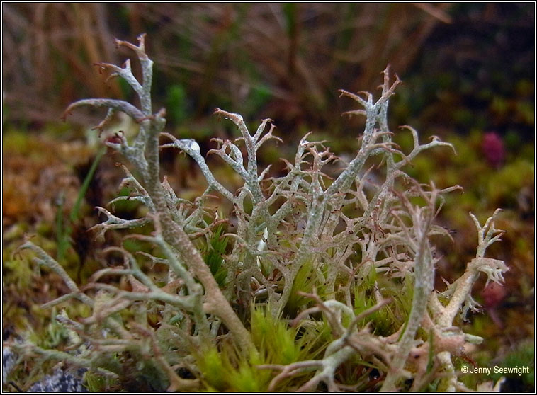 Cladonia ciliata var ciliata