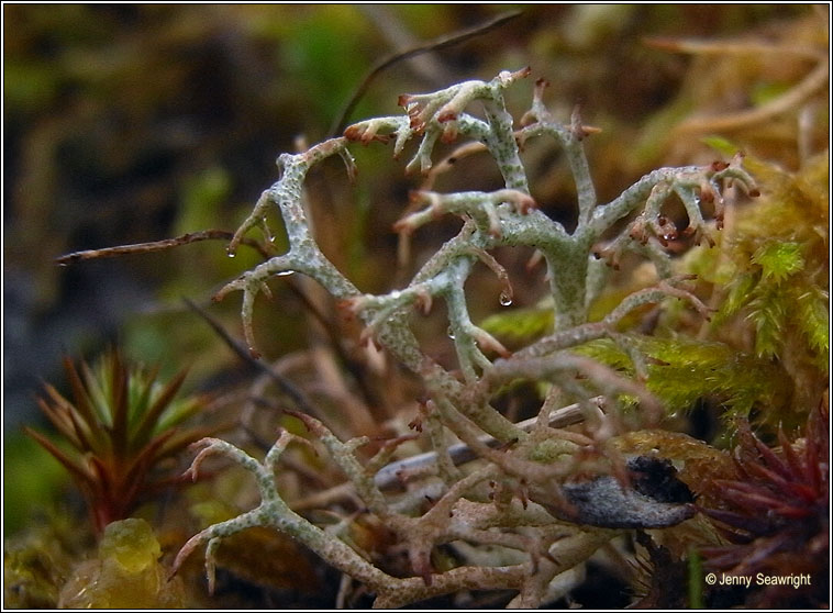 Cladonia ciliata var ciliata