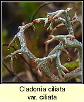 Cladonia ciliata var ciliata