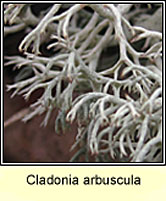 Cladonia arbuscula