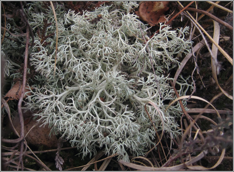 Cladonia arbuscula