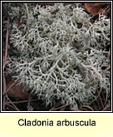 Cladonia arbuscula