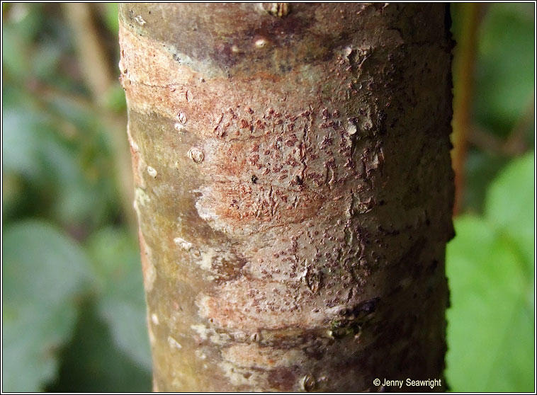 Arthonia cinnabarina