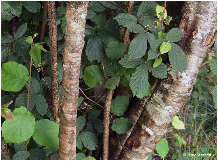 Arthonia cinnabarina