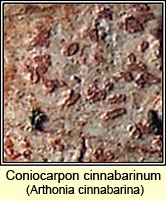 Arthonia cinnabarina